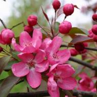 Саджанець Яблуня Роял Б'юті в контейнері